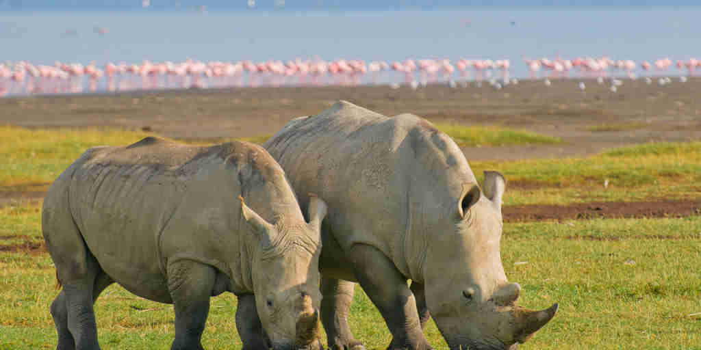 white rhino, lake Nakuru safaris, Kenya holidays