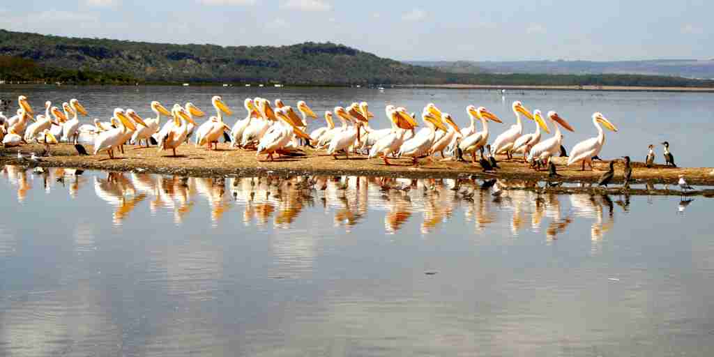 Pelican, Lake Nakuru and Naivasha, Kenya safaris