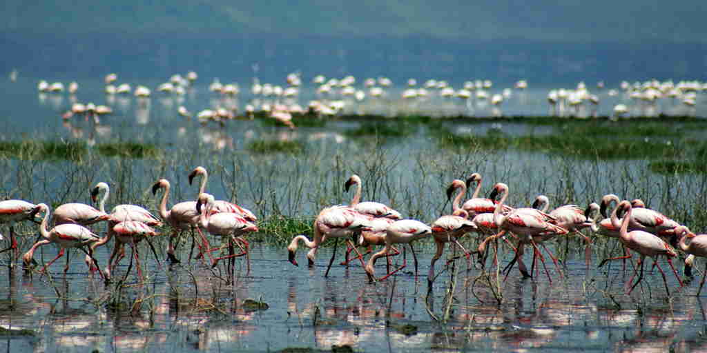 Flamingo in Lake Nakuru, Kenya safari vacations