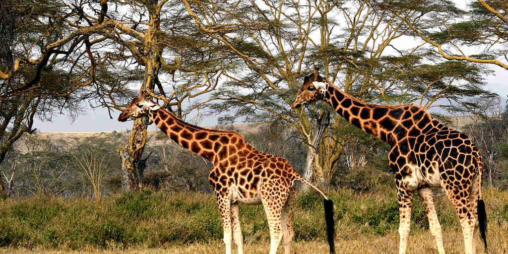 giraffe in Lake Nakuru, Kenya safari vacations
