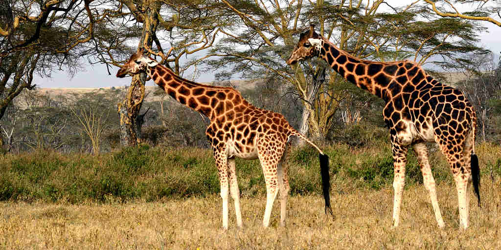 giraffe in Lake Nakuru, Kenya safari vacations