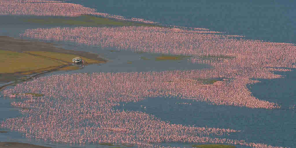 flamingo game drive, Lake Nakuru, Kenya safaris