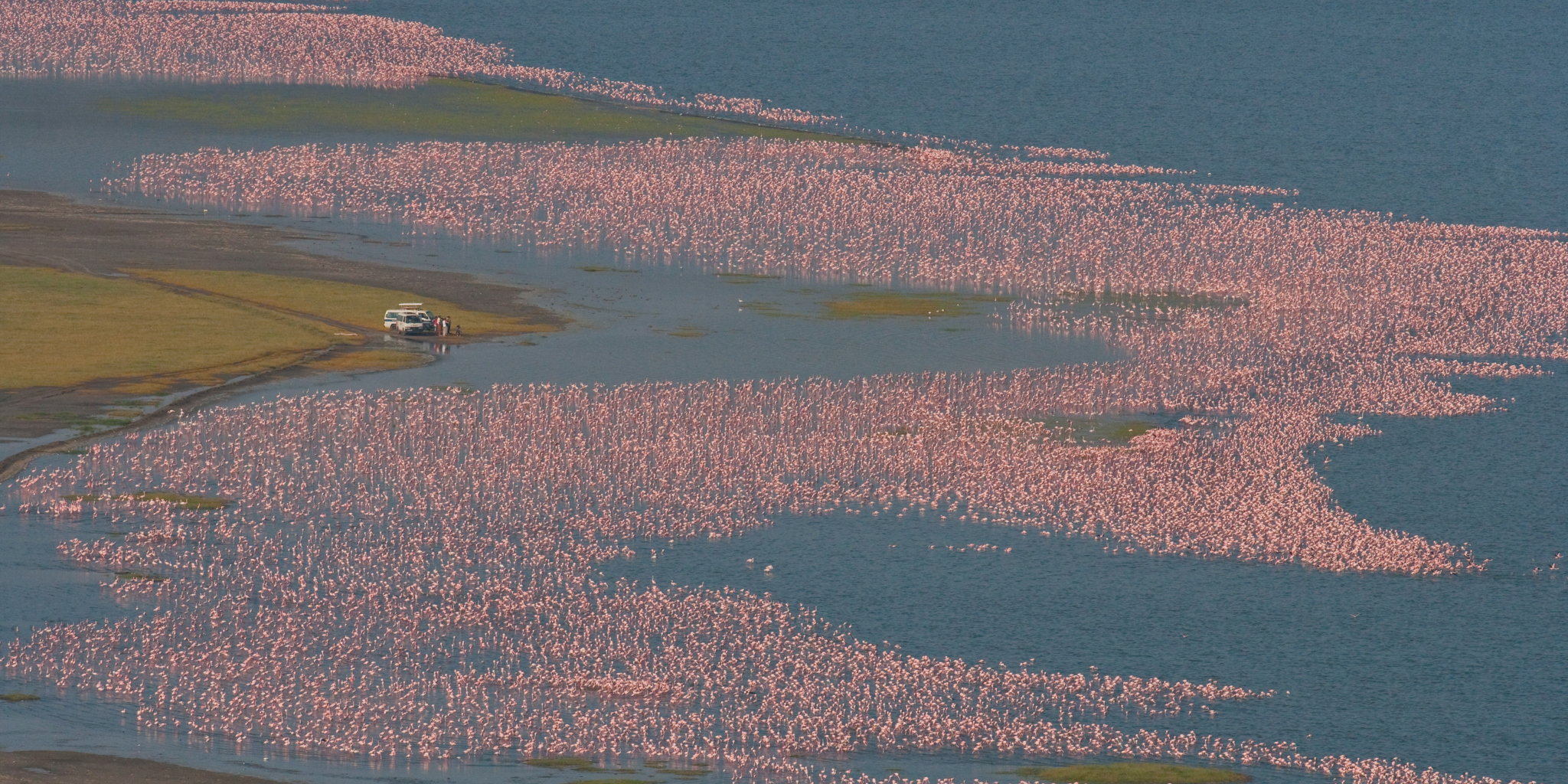 flamingo game drive, Lake Nakuru, Kenya safaris