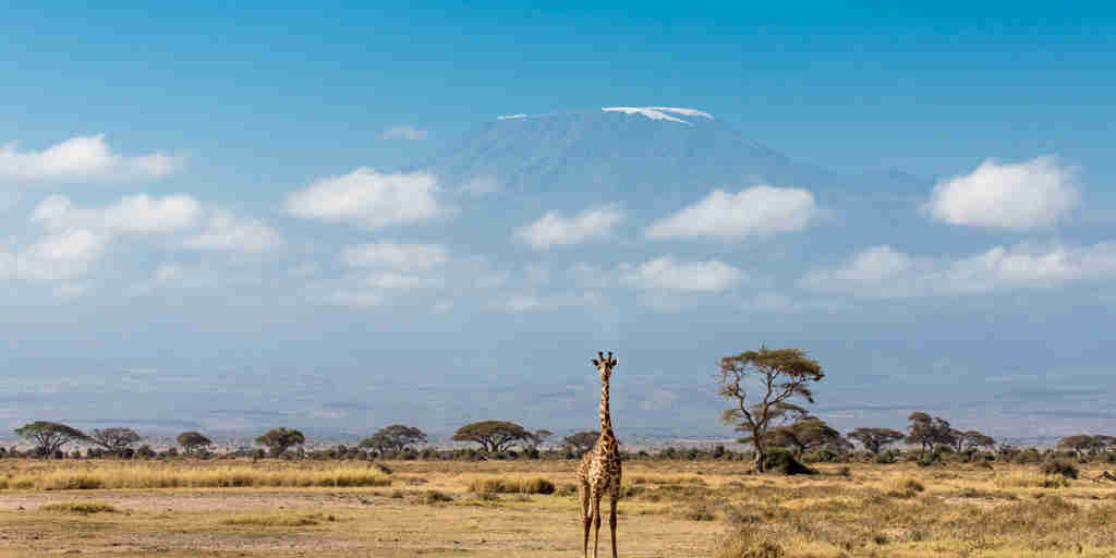 giraffe in the amboseli and chyulu hills, kenya