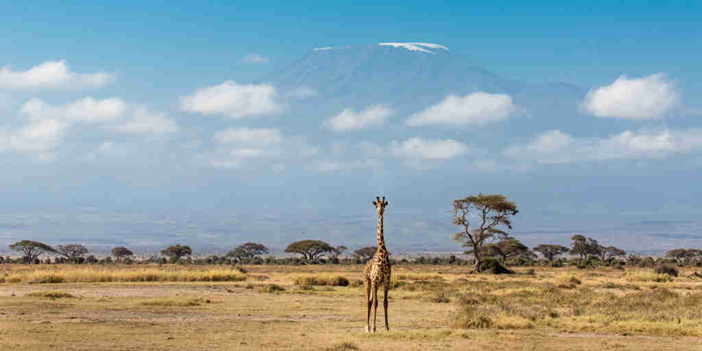 giraffe in the amboseli and chyulu hills, kenya