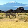 Zebra in amboseli national park, chyulu hills, Kenya safaris