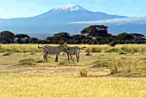 Zebra in amboseli national park, chyulu hills, Kenya safaris