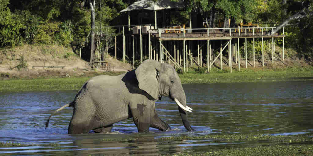 Elephant, Chindeni Bush, South Luangwa NP, Zambia