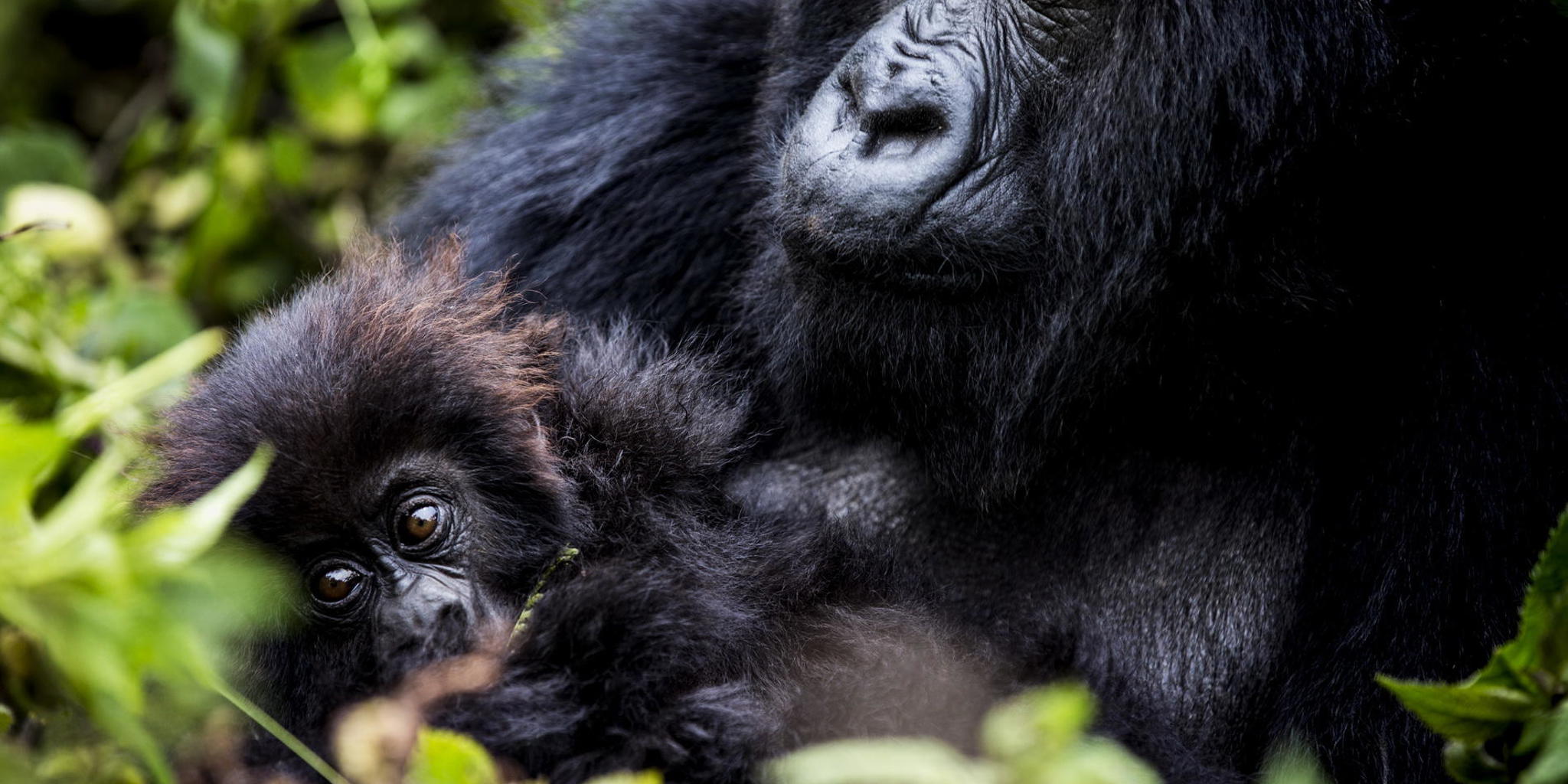 Gorilla, Wilderness Bisate, Volcanoes NP, Rwanda