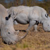 Rhino, Loldia House, Lake Naivasha, Lake Nakuru, Kenya