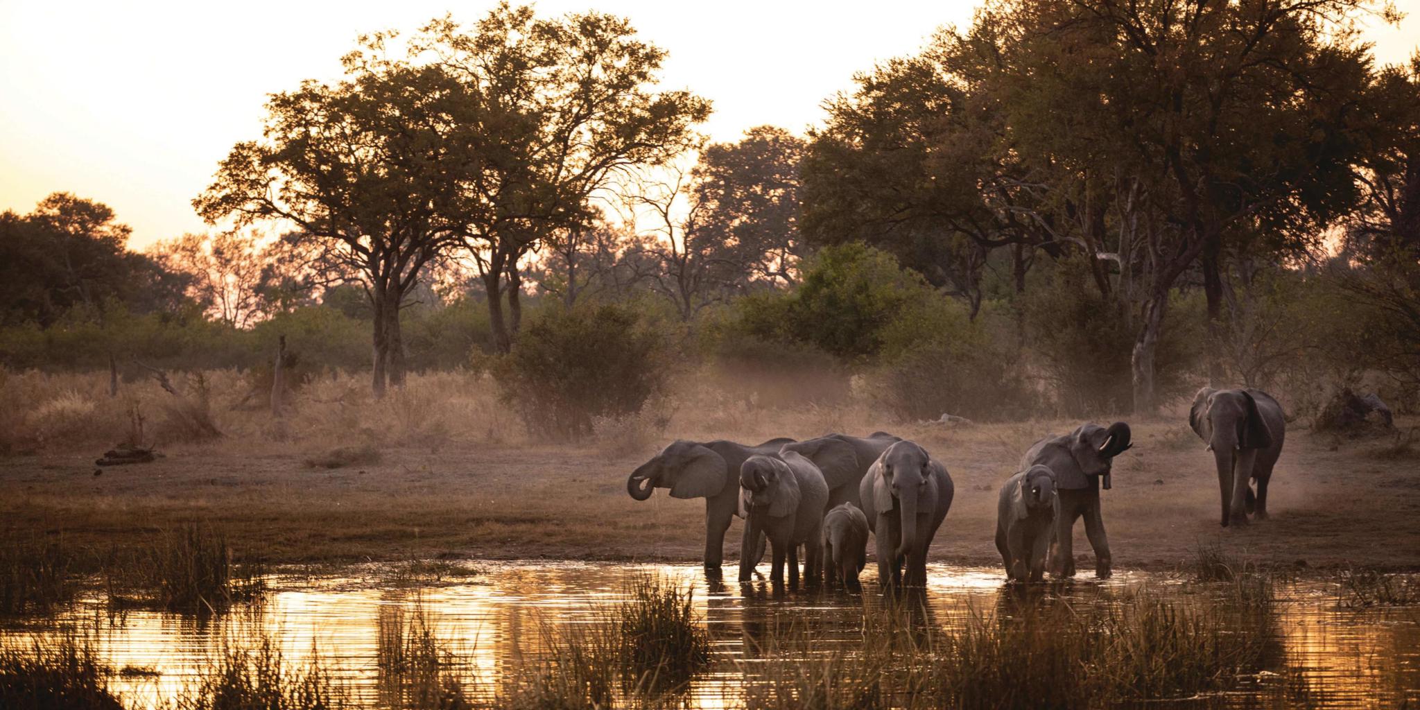 Elephants, Selinda Explorers, Linyanti, Botswana