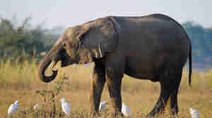 elephant, lower zambezi national park, zambia safaris