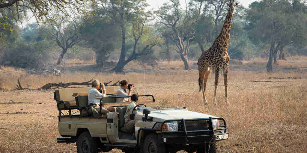 giraffe encounter in south luangwa national park, zambia