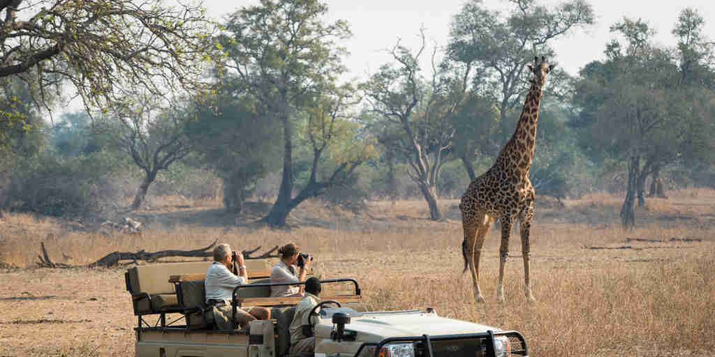 giraffe encounter in south luangwa national park, zambia
