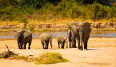elephant safaris, south luangwa national park, zambia