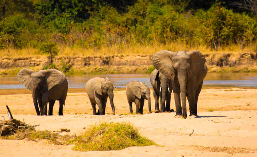 elephant safaris, south luangwa national park, zambia