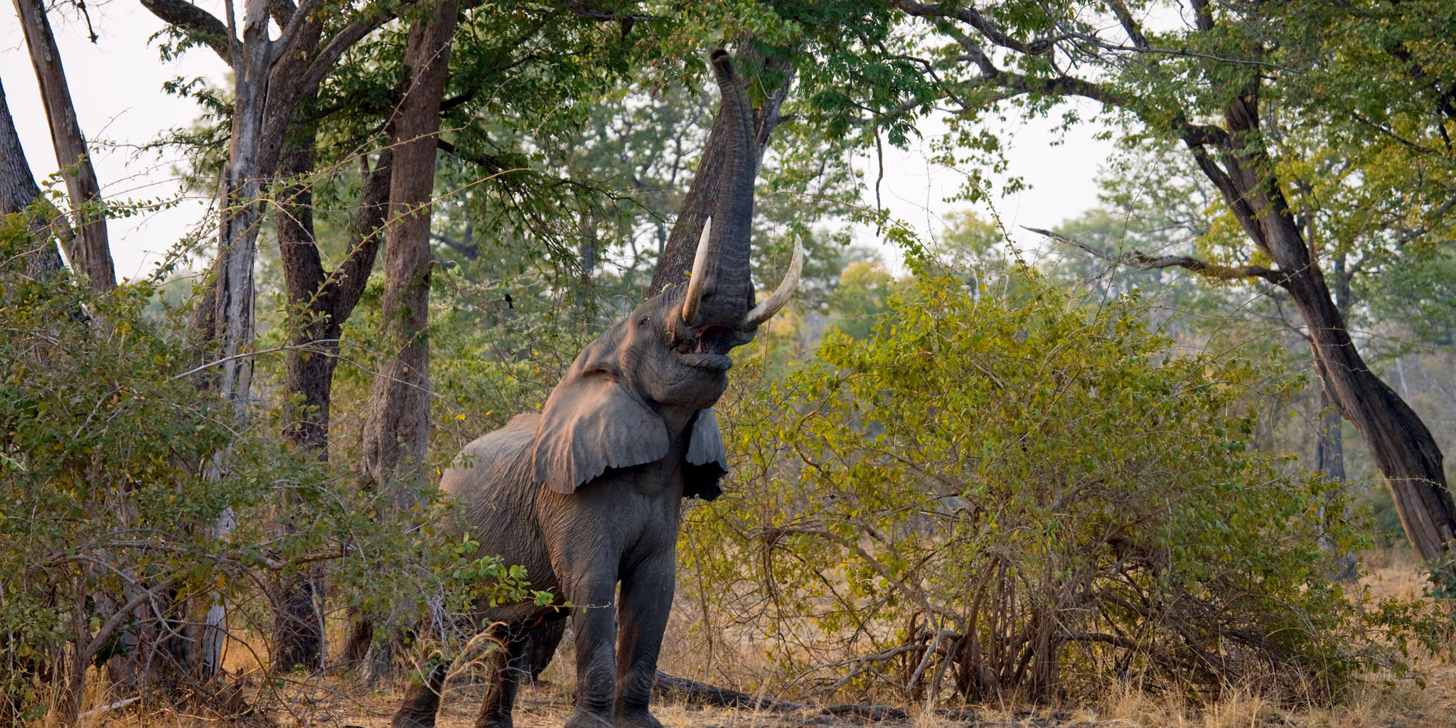 elephant reaching, south luangwa national park, zambia