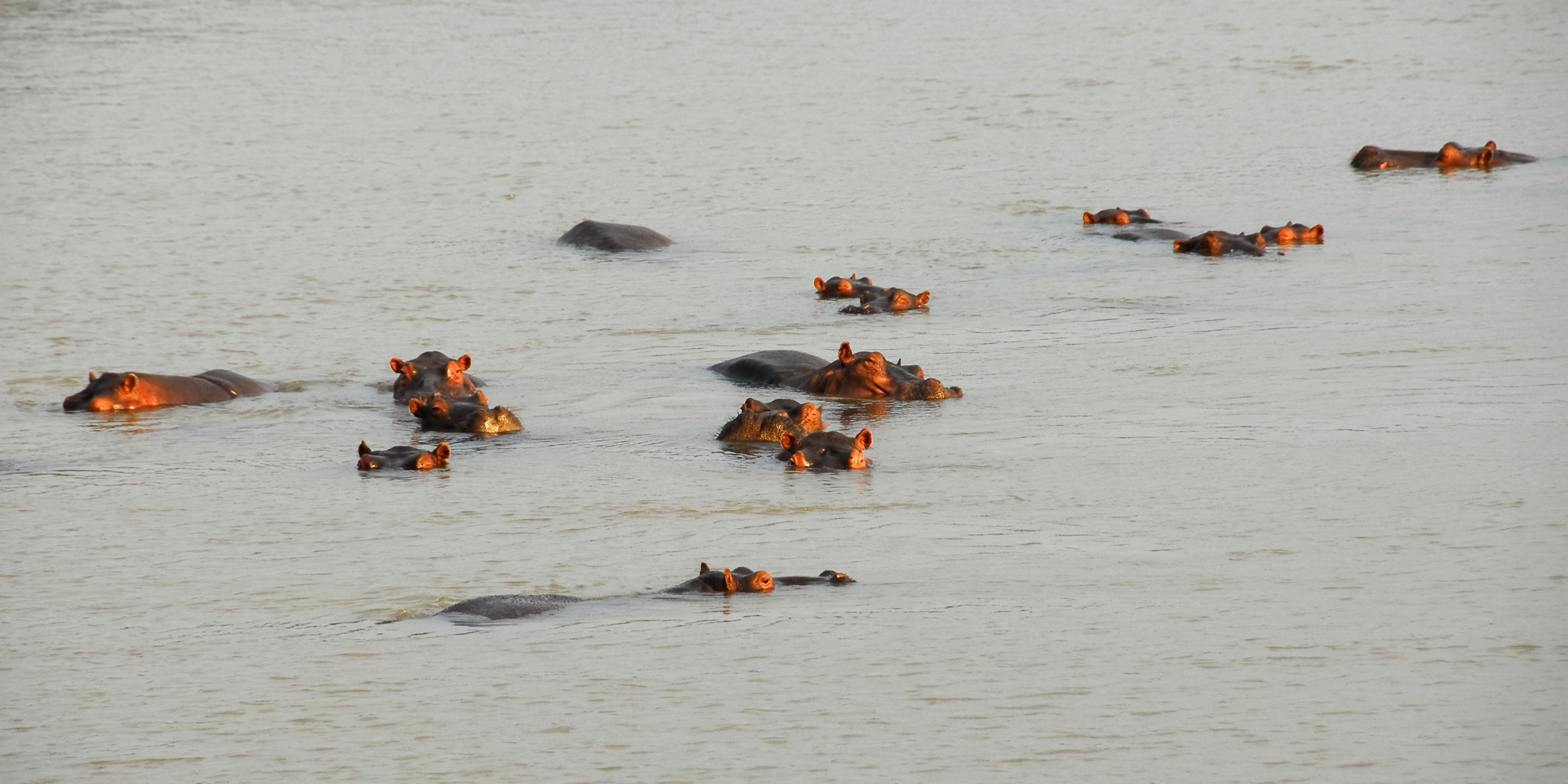 hippos, north luangwa national park, zambia safaris