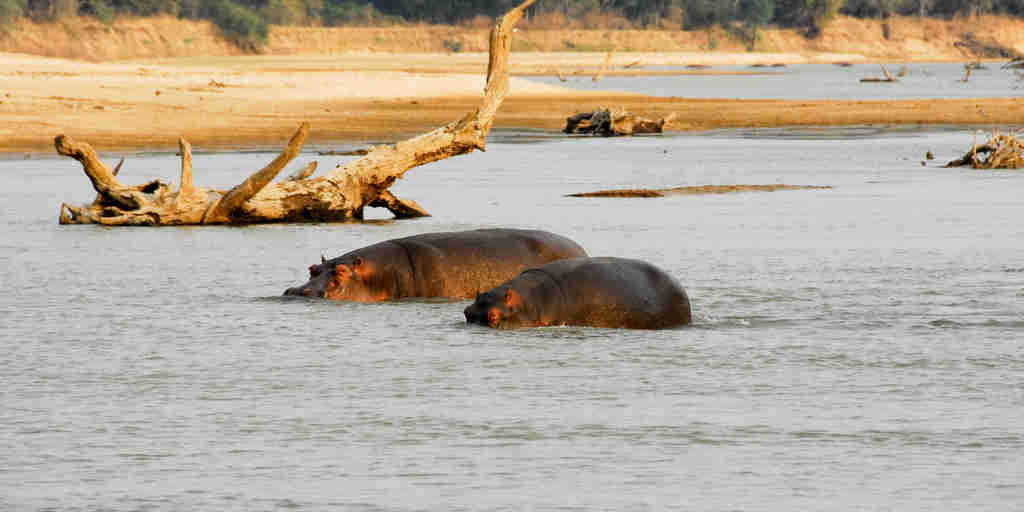 hippo safaris, north luangwa national park, zambia