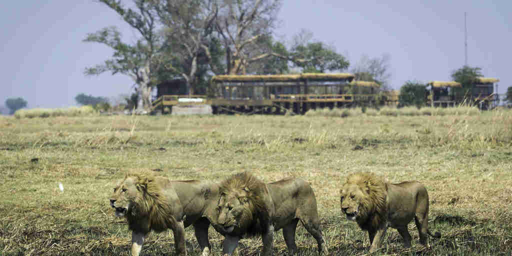 lion pack in kafue national park, zambia safaris