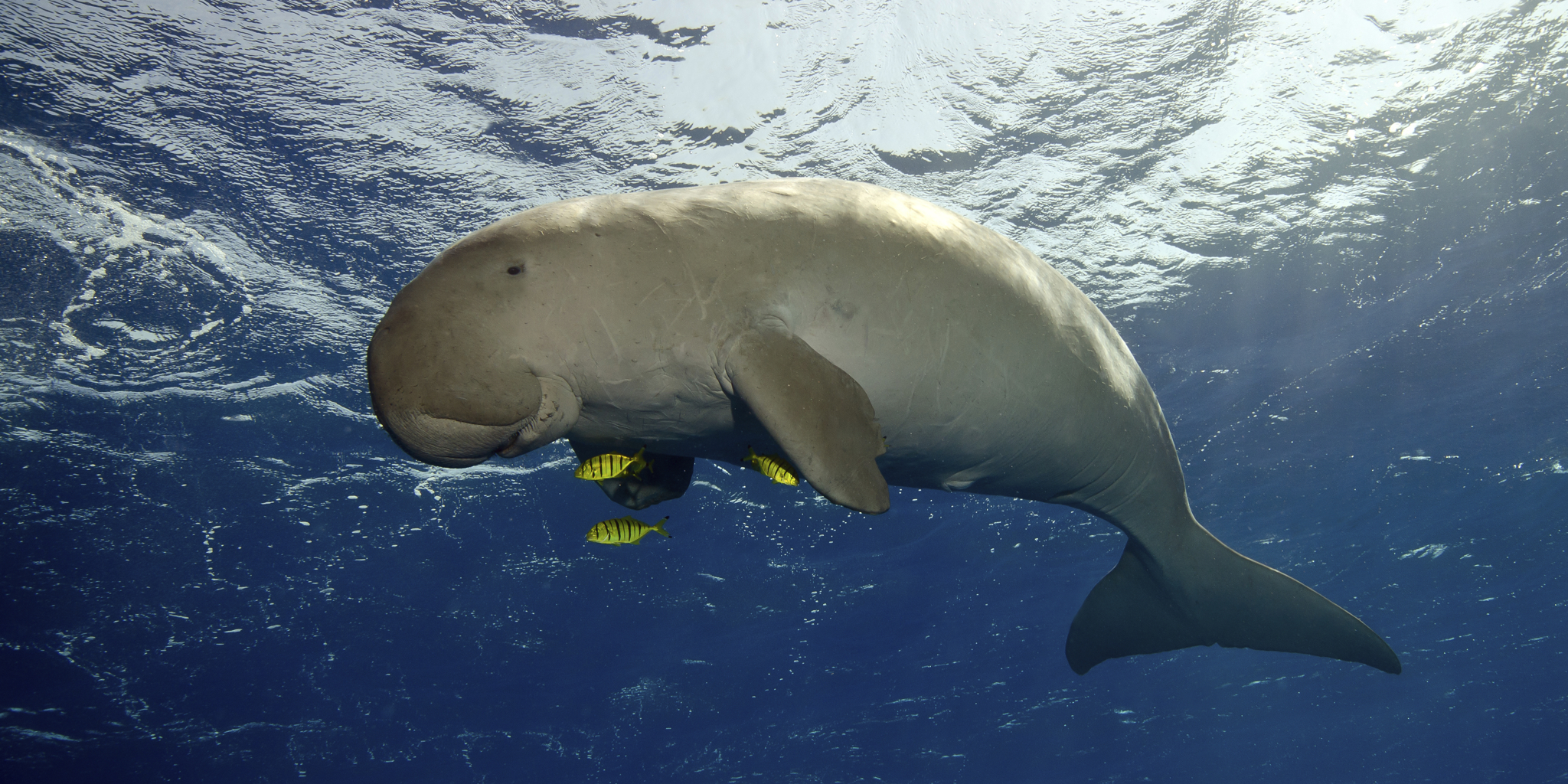 dugong sealife, bazaruto beach, mozambique safari holidays