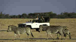 zebras, hwange national park, zimbabwe safaris