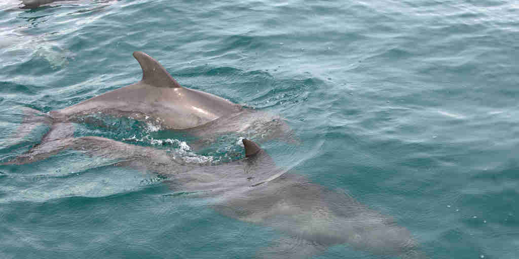 Wildlife Dolphins Benguerra Island Mozambique