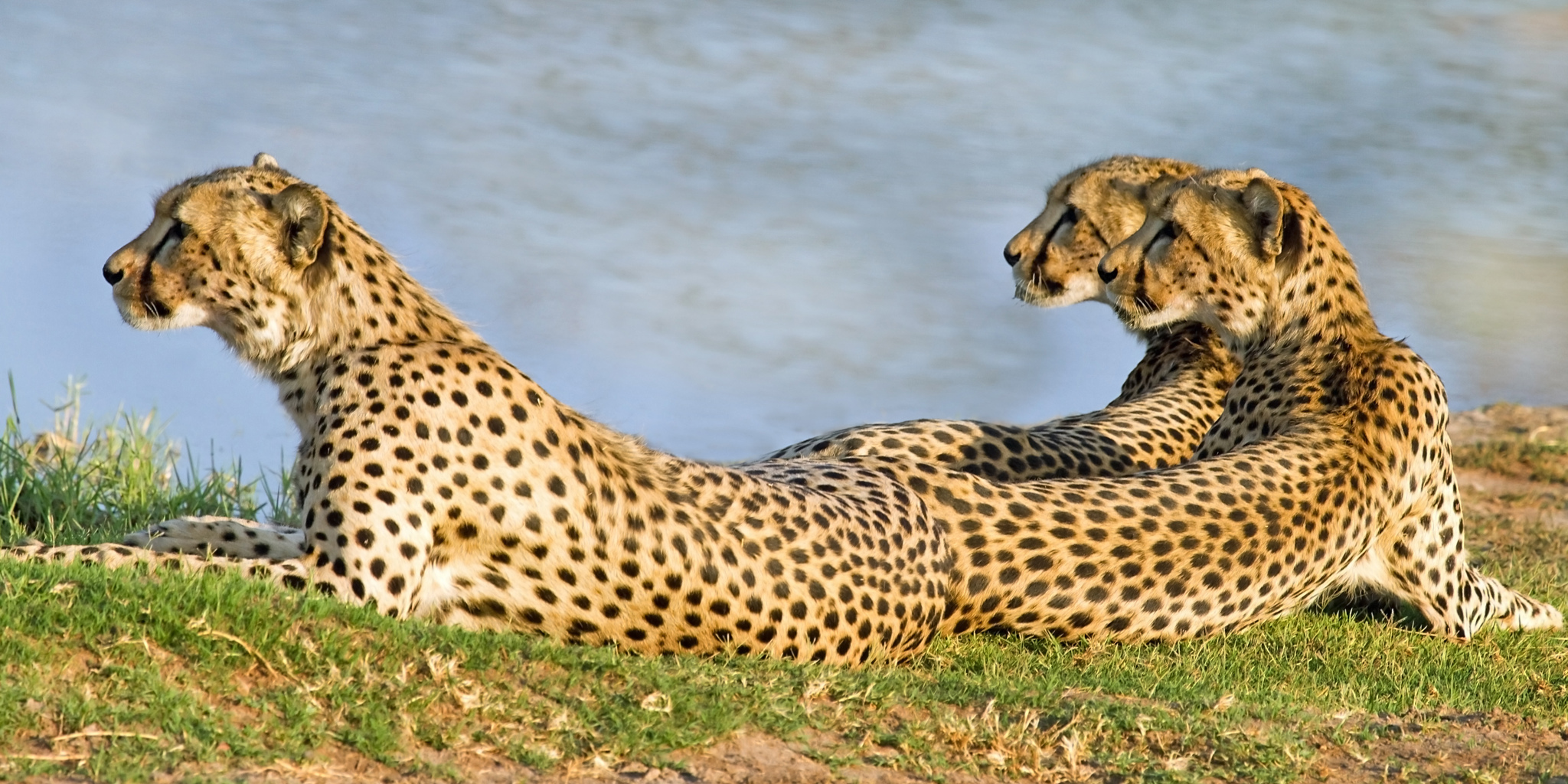 cheetah safaris, hwange national park, zimbabwe holidays