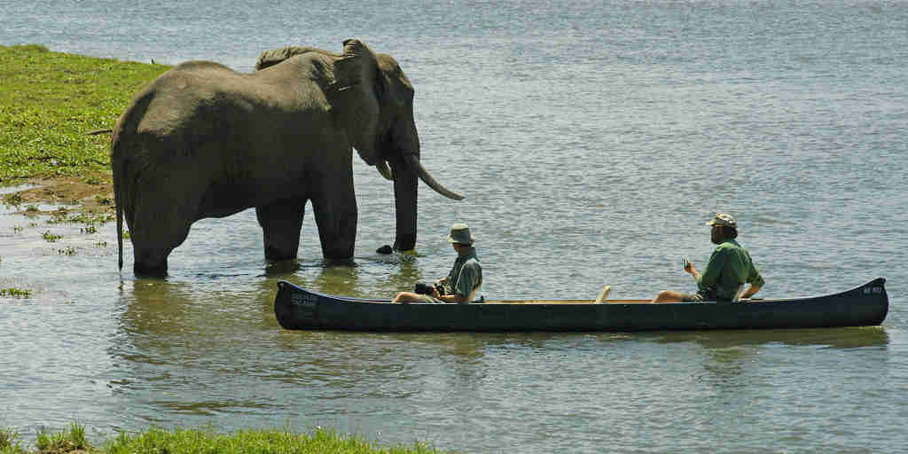 elephant, canoeing safaris, zimbabwe vacations
