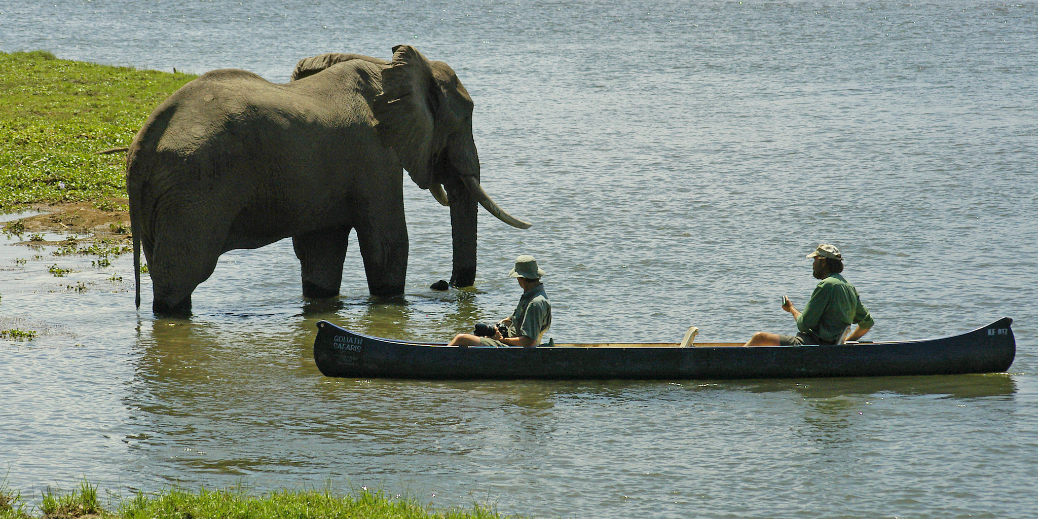 elephant, canoeing safaris, zimbabwe holidays