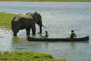 elephant, canoeing safaris, zimbabwe holidays