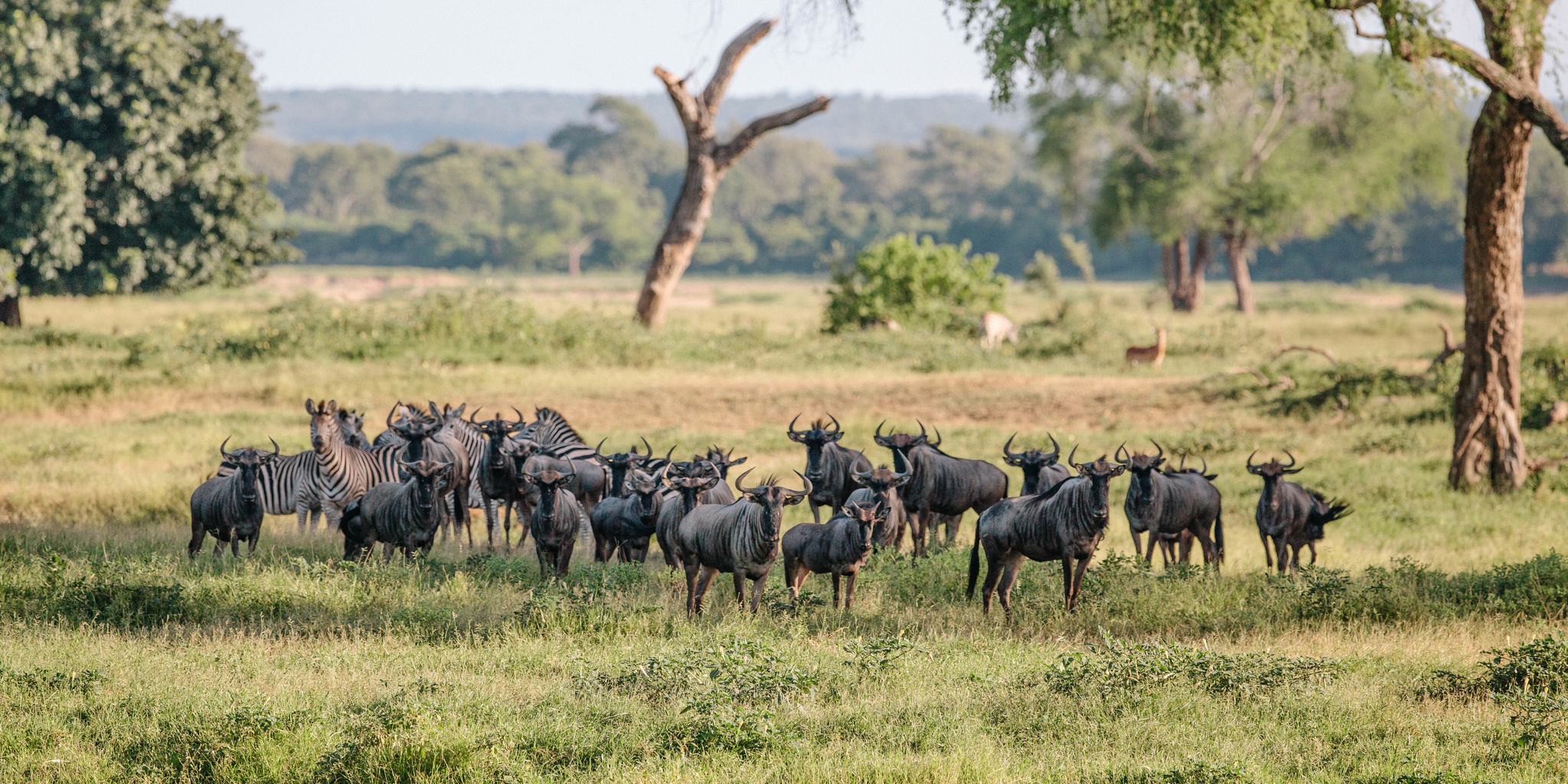 Gonarezhou National Park Safaris | Zimbabwe | Yellow Zebra Safaris