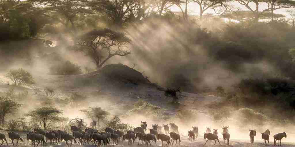 Great migration wildebeest