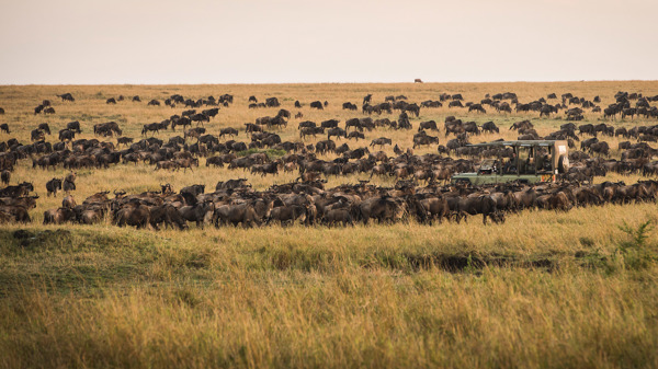Kimondo Camp Wildebeest Migration Eliza Deacon HR