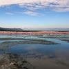 Flamingos in the Ngorongoro Crater, Tanzania safaris