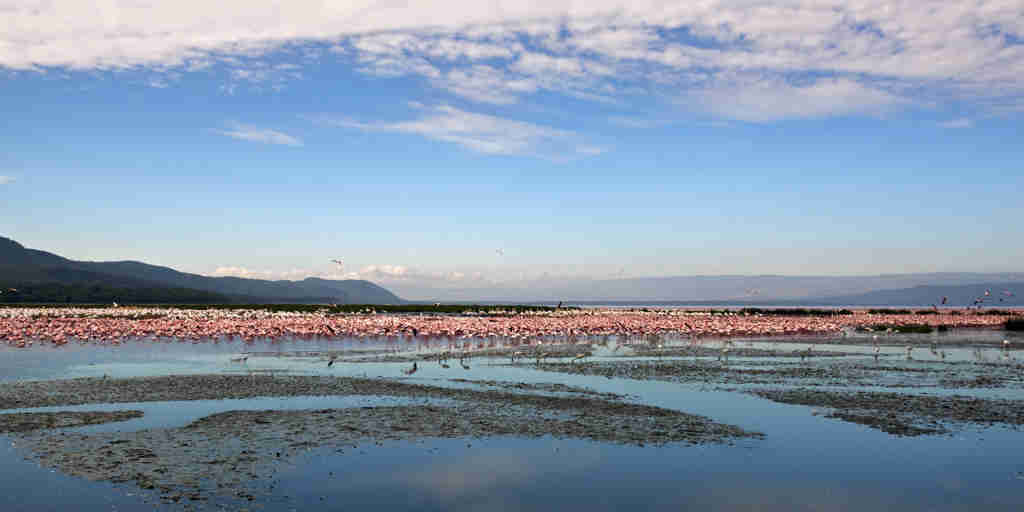 Flamingos in the Ngorongoro Crater, Tanzania safaris