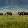 Elephants, Big Five safari, Ngorongoro Crater, Tanzania