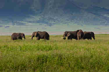 Elephants, Big Five safari, Ngorongoro Crater, Tanzania