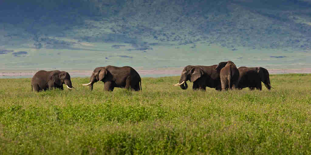 Elephants in the Ngorongoro Crater, Tanzania safaris