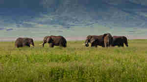 Elephants, Big Five safari, Ngorongoro Crater, Tanzania