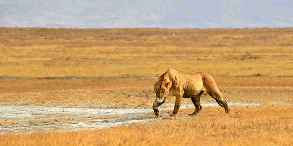 Lion hunting in the Ngorongoro Crater, Tanzania