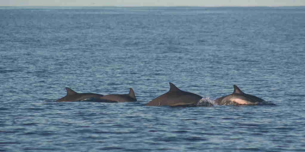 dolphins in bird island, seychelles, africa safari destinations