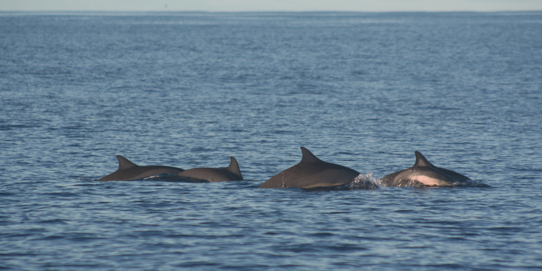 dolphins in bird island, seychelles, africa safari destinations