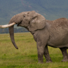 Bull elephant, Ngorongoro Crater, Tanzania wildlife
