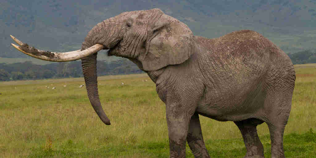 Bull elephant, Ngorongoro Crater, Tanzania wildlife, Tanzania