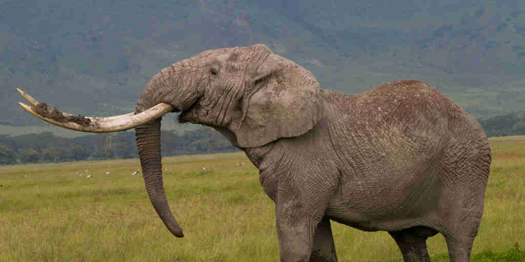Bull elephant, Ngorongoro Crater, Tanzania wildlife