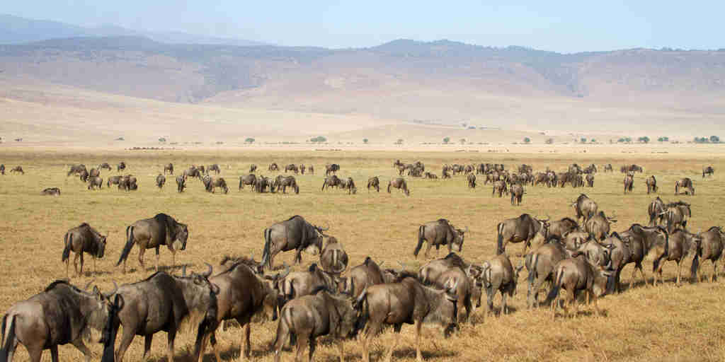 Wildebeest herd in the Ngorongoro Crater, Tanzania