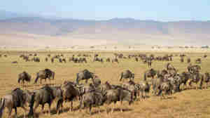 Wildebeest herd, Ngorongoro Crater wildlife, Tanzania safaris