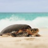turtle safaris, seychelles private islands, africa