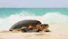turtle safaris, seychelles private islands, africa